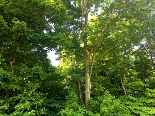 Whitley County, Indiana farmland - LAND AUCTION - 156+/- ACRES OFFERED IN 5 TRACTS IN WHITLEY COUNTY, INDIANA